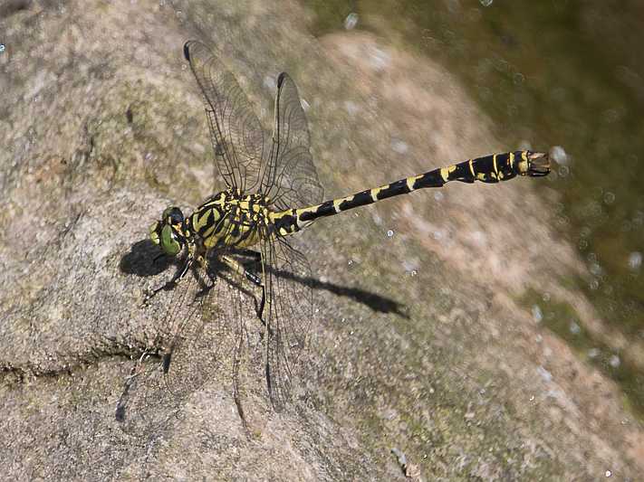 O. f. forcipatus male, Germany-0614.jpg